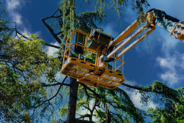 Best Tree Health Inspection  in Dalton, GA